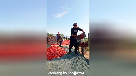 برداشت گوجه فرنگی در شهرستان های بوشهر | آذرماه۱۴۰۱