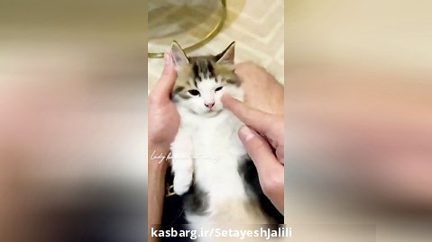 کلیپ گرانچ / کلیپ کیوت از گربه