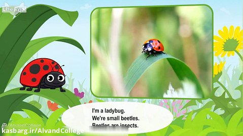 Meet the Animals 21- Ladybug - Level 2 - By Little Fox
