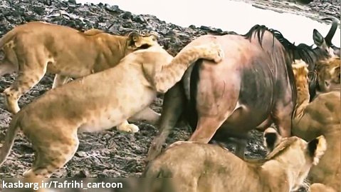 شکار گوساله وحشی توسط شیر ها / نبرد حیوانات