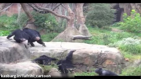 شامپانزه ها در مقابل راکون - جنگ شامپانزه