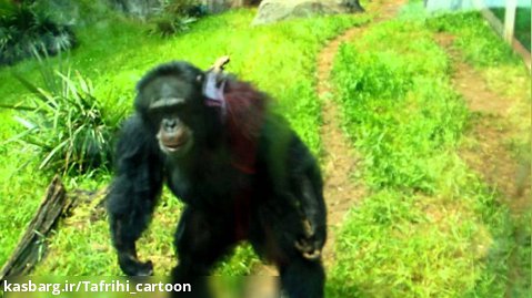 شامپانزه  - شامپانزه دیوانه شد - کلیپ شامپانزه