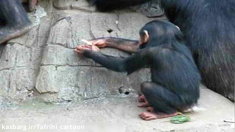 بچه شامپانزه - کلیپ شامپانزه ها