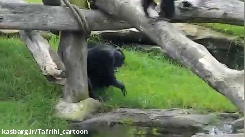 مبارزه شامپانزه ها - دعوای شامپانزه