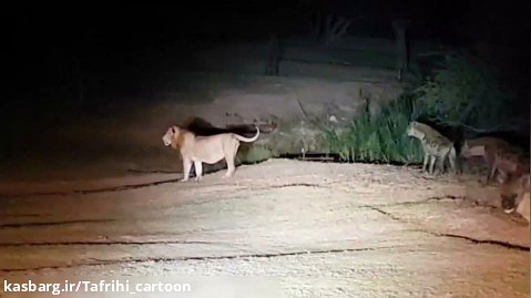 کفتار ها و شیر ها در شب - کلیپ حیوانات وحشی