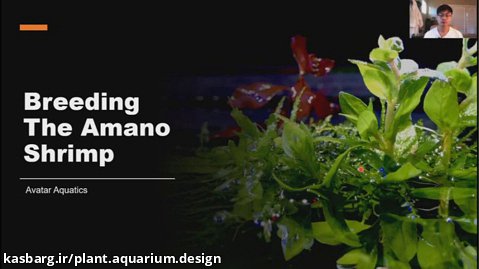 پرورش میگوی آمانو  Breeding Amano Shrimp