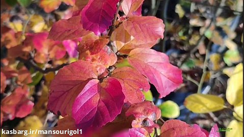 ویدیو معرفی چند درخت زیبای برگ رنگی در پاییز