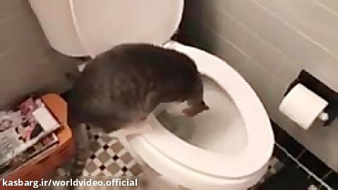 دستشویی رفتن بچه گربه - کلیپ دیدنی گربه باوش