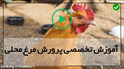 آموزش پرورش مرغ محلی-پرورش جوجه محلی-مقدار غذای لازم مرغ ها