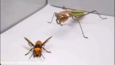 جنگ حشرات با یکدیگر