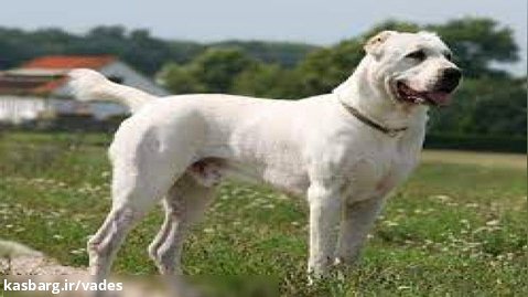 سگ های سفید آلابای غول پیکر برای نگهبانی از دامداری... مرداد 1400