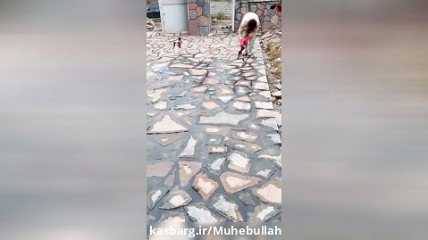 اجرای سنگ لاشه رشیدی در حال بند کشی دوغابی اجرا در مازندران بابل09199377638