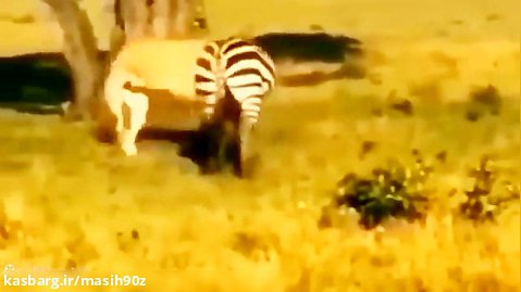 شکار حیوان - شکار گورخر توسط شیر