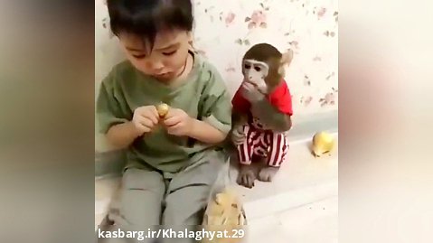 میمون باید مثل این رو داشته باشه