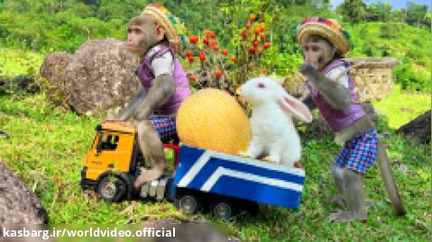 برنامه کودک بچه میمون - برداشت میوه در مزرعه برنامه کودک - فیلم کودکانه