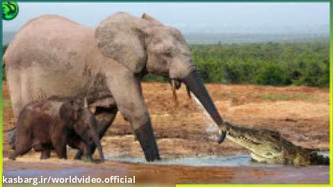 حیوانات قدرتمند در مقابل فیل ها - حمله حیوانات وحشی - حیات وحش