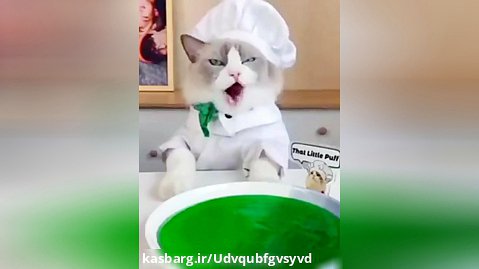 آشپزی گربه ملوس