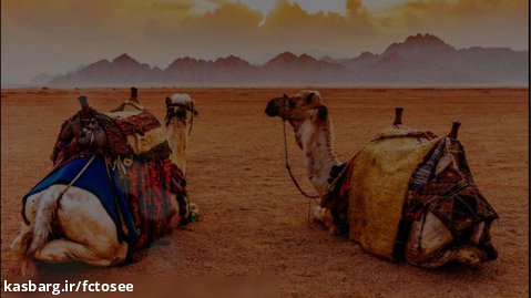 شترهای صحرا | مدیتیشن دودوک | موسیقی بیکلام