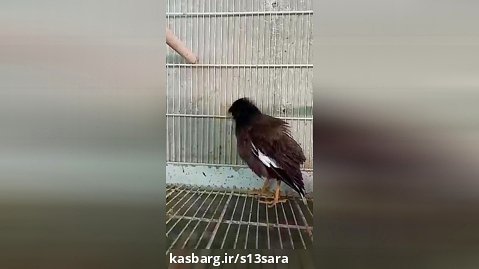 پرنده اسمش چی