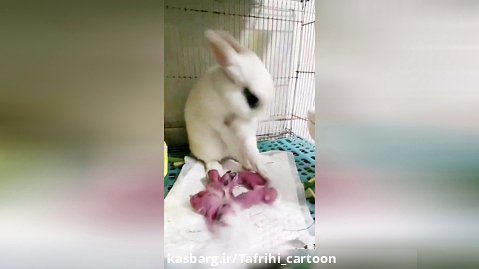 کلیپ خرگوش زیبا - خرگوش مادر - خرگوش ها