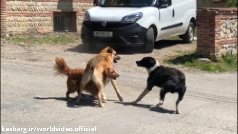 دعوای سگ ها در خیابان - دعوای سگ های بی رحم