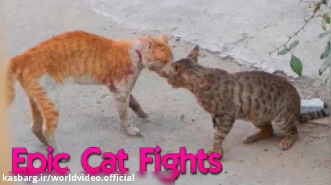 دعوای گربه ها - دعوای دیدنی گربه ها - بهترین نبرد گربه ها