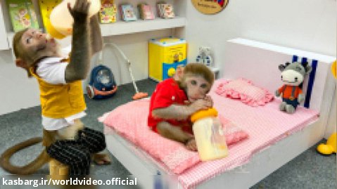 بچه میمون و تخت خواب گوگولی