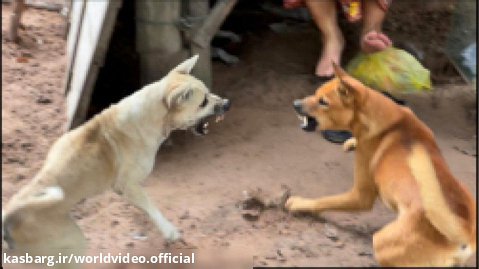 دعوای سگ ها - مبارزه دیدنی سگ ها - گروه سگ ها