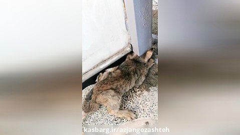 گیر کردن گربه زیر در