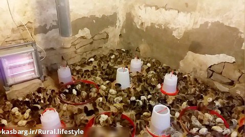 آموزش پرورش مرغ محلی (قسمت اول)