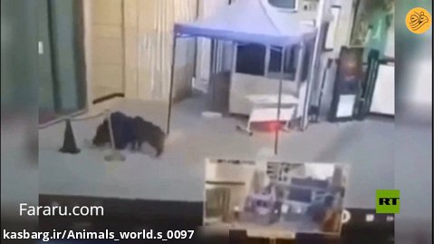 حمله گراز وحشی به یک نگهبان