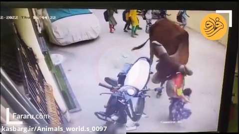 حمله گاو نر به یک دختر