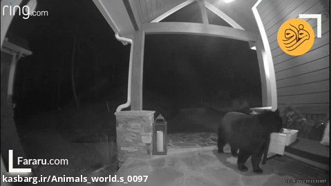 خرس سیاه یک جعبه شیرینی دزدید !