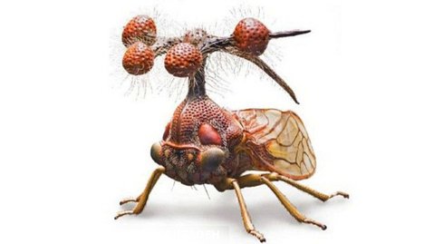 عجایب شگفتی های خلقت گوناگون حشرات