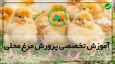 پرورش مرغ بومی تخمگذار-پرورش جوجه مرغ-درمان مشکلات تنفسی فوقانی مرغ