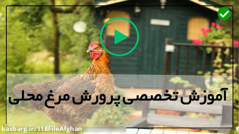 دوره رایگان پرورش مرغ محلی-پرورش مرغ-درمان مجرا خروج تخم مرغ در مرغ