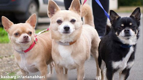 نجات دادن 5 سگ تنها بدون مادر و پدر