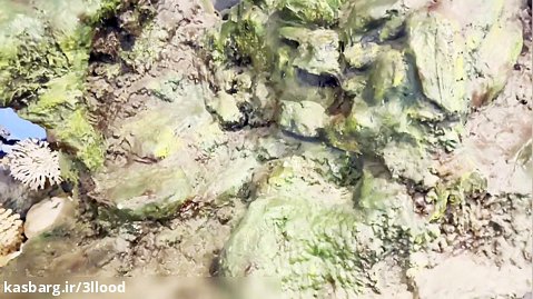 صخره های مرجانی لانه مارماهی