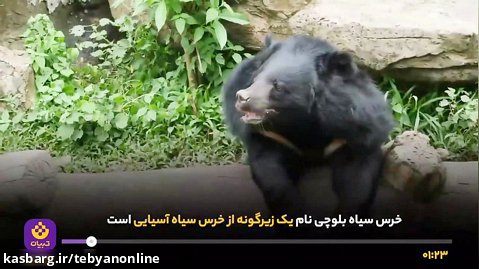 لالین ایرانی، بازمانده خرس های در حال انقراض