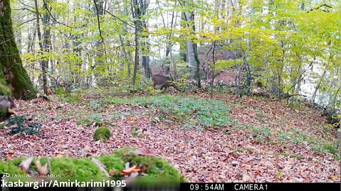 دوربین تله ی در جنگل های هیرکانی