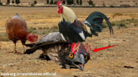 حمله مرغ ها - مرغ - جنگ مرغ وحشی