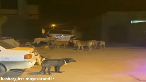 مطالبه شهروندان زرندی نسبت به سگ های ولگرد خیابان سردار جنگل  زرند