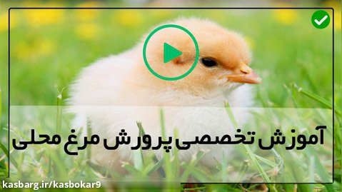 پرورش مرغ تخمگذار-فیلم پرورش مرغ-نحوه مراقبت از جوجه ها