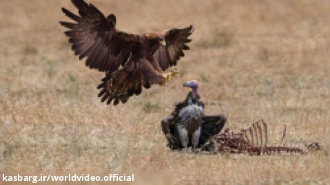 مبارزه عقاب و کرکس برای غذا | نبرد پرندگان وحشی