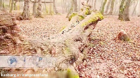 جنگل های دو هزار تنکابن؛ نگین گردشگری مازندران