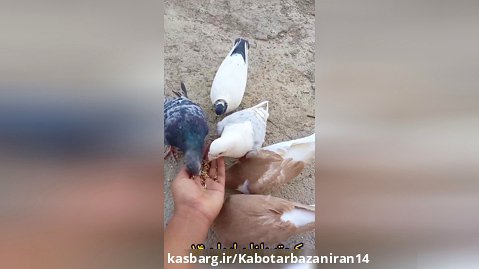 آموزش دستی کردن کبوتر