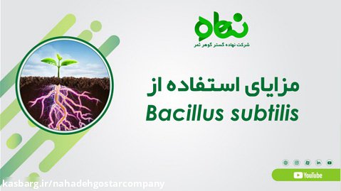 مزایای استفاده از Bacillus subtilis