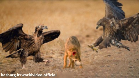 مبارزه عقاب، کرکس و شغال برای تخم شترمرغ