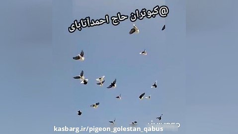 کلیپ زیبای کبوتران نقش ایرانی