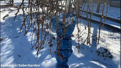 باغبانی با صابر: پیشگیری از سرمازدگی درختان